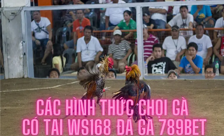 Các hình thức chọi gà có tại  WS168 đá gà 789bet