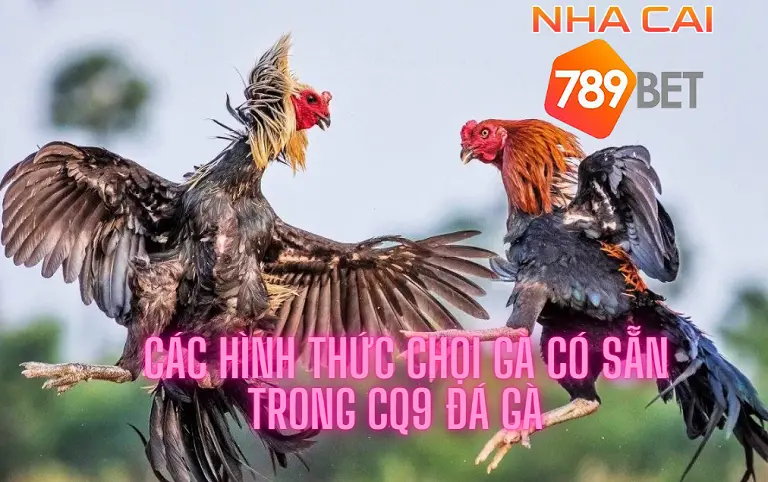 Các hình thức chọi gà có sẵn trong CQ9 đá gà 